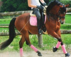 Dressurpferd Montano 80 (Deutsches Reitpony, 2005, von Messino)