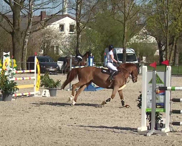 Reitturnier Rot am See- Musdorf 2025