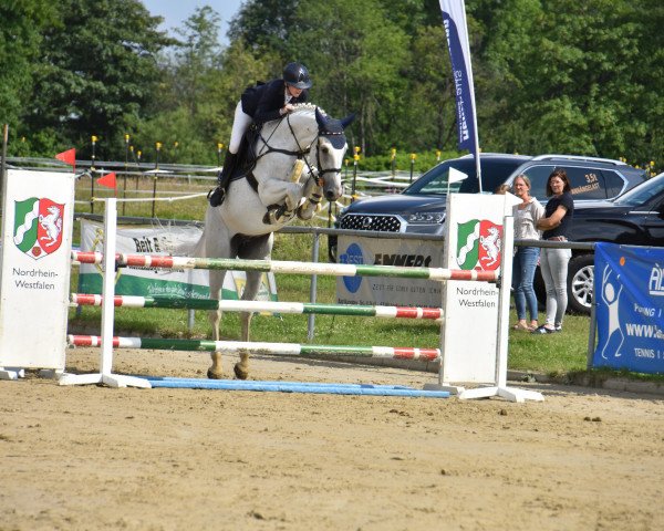 jumper Quidams Liberty (German Warmblood, 2011, from Quidam Cento)