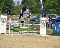 jumper Quidams Liberty (German Warmblood, 2011, from Quidam Cento)