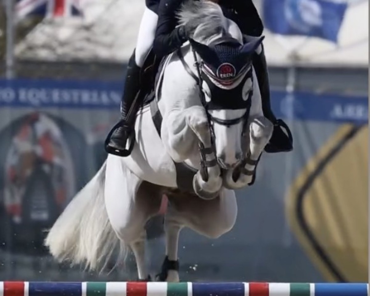 jumper King van de Toogwijk (KWPN (Royal Dutch Sporthorse), 2015, from Triomphe de Muze)