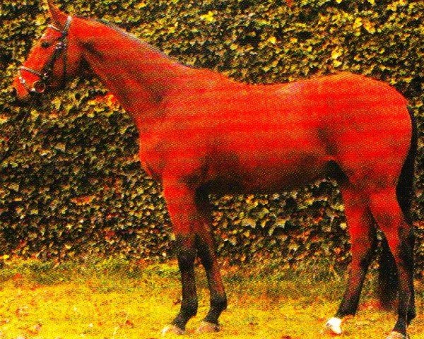 Dressurpferd Ucaros (Trakehner, 1999, von Bellheim)