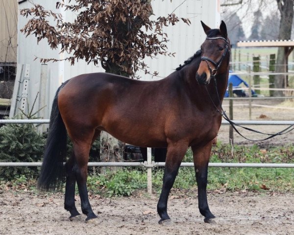 horse Louane du Lohr (Luxembourg horse, 2009, from Lancer II)