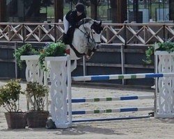 jumper Grey Leo HGH (Hanoverian, 2017, from Grey Top)