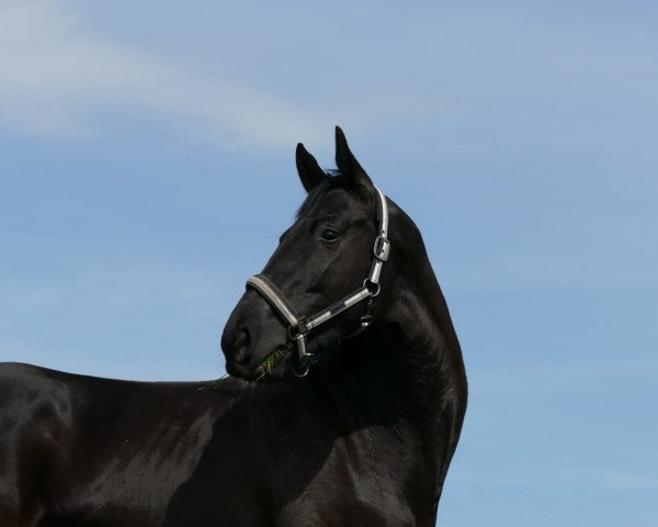 horse Talea (Hanoverian, 2018, from Totilas)
