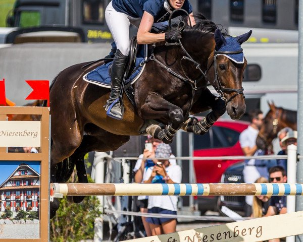 Zuchtstute Esperanza E CH (Schweizer Warmblut, 2011, von Stakkato)