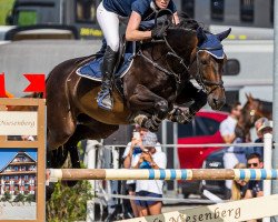 broodmare Esperanza E CH (Swiss Warmblood, 2011, from Stakkato)