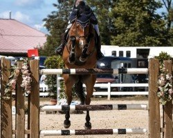 jumper Heppy Bobby (Oldenburg show jumper, 2017, from Caligula)