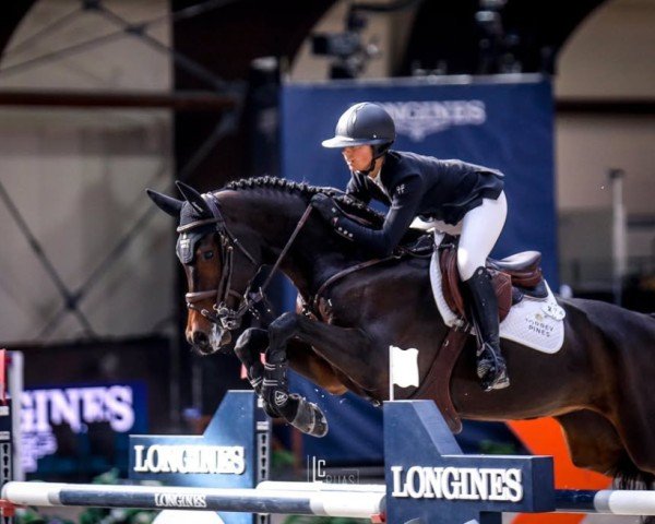 Springpferd Corazon (Deutsches Sportpferd, 2013, von Cormint)