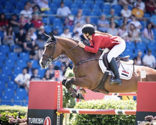Springpferd Campari 329 (Hannoveraner, 2012, von Charilan)