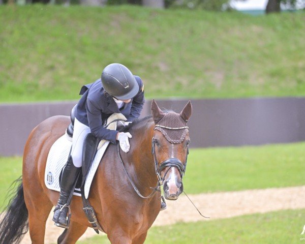 dressage horse Bailador S (Hanoverian, 2015, from Buckingham)