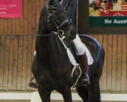 broodmare Horsequana (Oldenburg show jumper, 2010, from Carenzo)