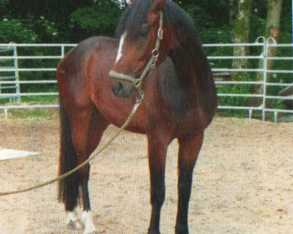 Springpferd Florian 552 (Hannoveraner, 2007, von Fürstenreich)