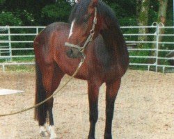 jumper Florian 552 (Hanoverian, 2007, from Fürstenreich)