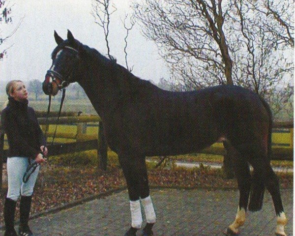 Zuchtstute Flair (Westfale, 1996, von Foxiland xx)