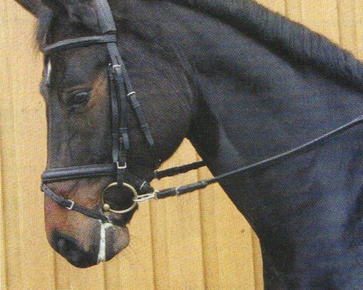 horse Balzano (Württemberger, 1997, from Baryshnikov)