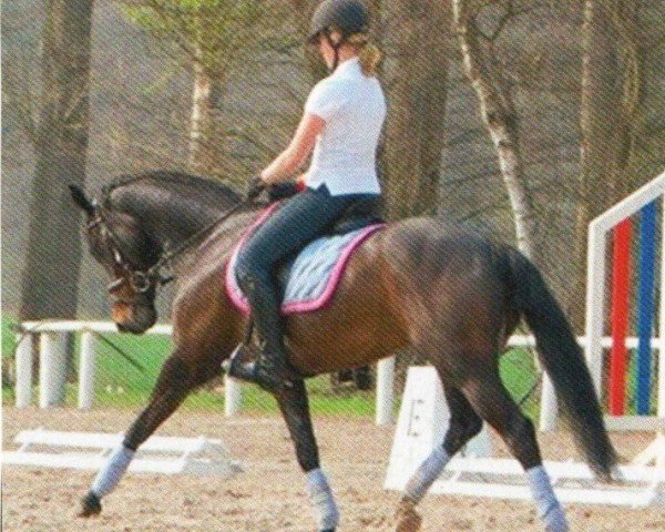 Zuchtstute Santana WE (Deutsches Reitpony, 1998, von Apslau xx)