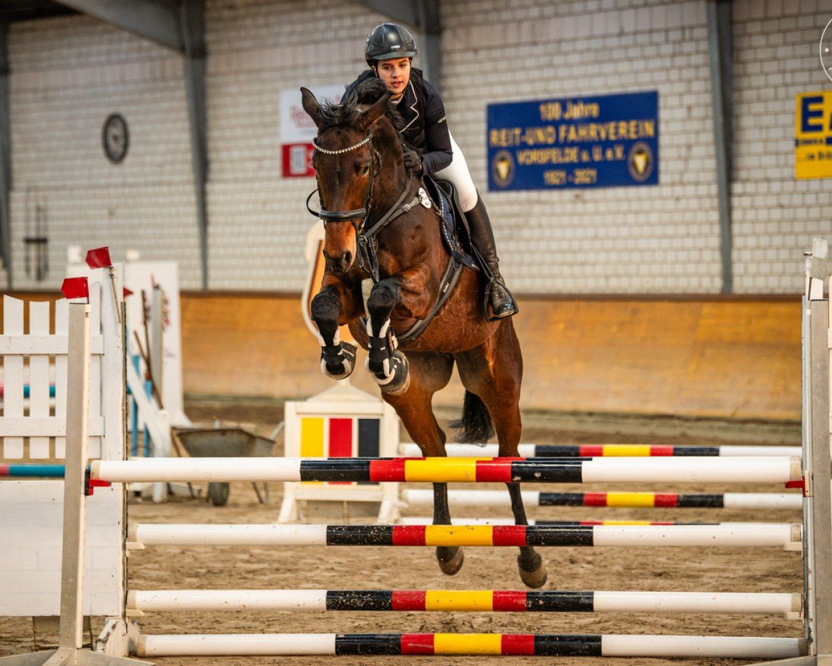 Springpferd Zoraya 11 (Hannoveraner, 2018, von Zinedream)