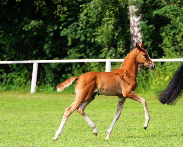 Pferd Doppelkeks KW (Deutsches Reitpony, 2021, von Da Vinci Hs)