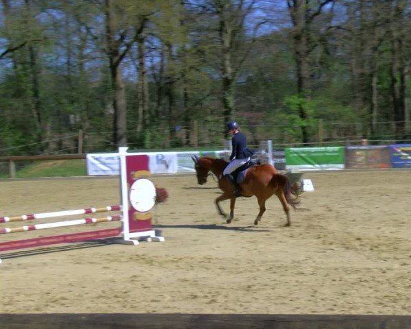 Reitturnier Rhede 2025