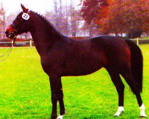 Springpferd Puccini Piccolo (Westfale, 2001, von Pinatubo)