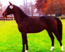 jumper Puccini Piccolo (Westphalian, 2001, from Pinatubo)