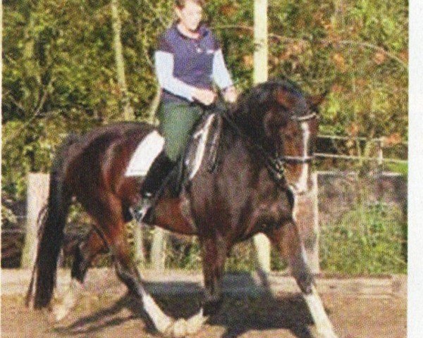 Dressurpferd Leandro 88 (Hannoveraner, 1998, von Latent)