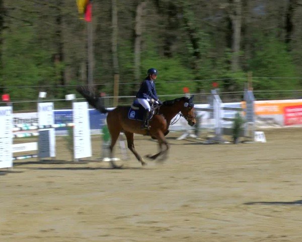 Reitturnier Rhede 2025