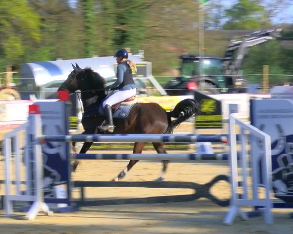 Reitturnier Rhede 2025
