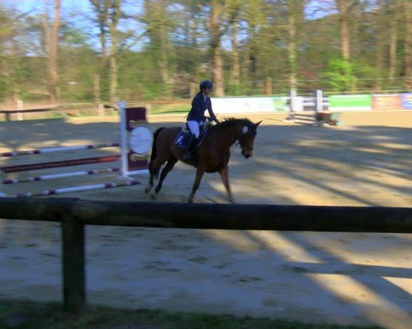 Reitturnier Rhede 2025