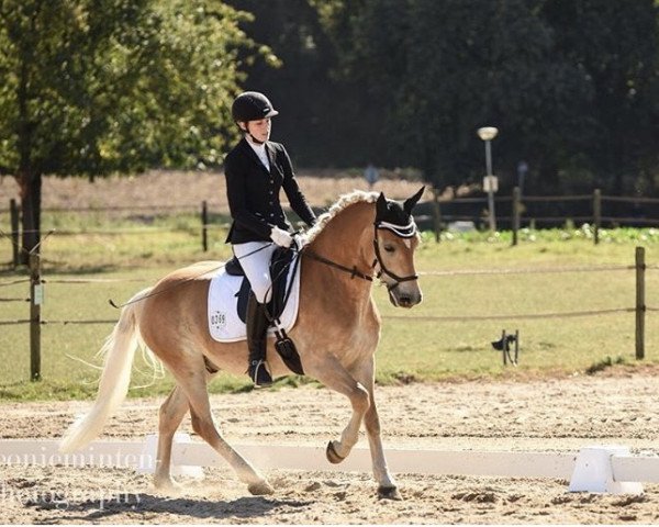 dressage horse New Ark (Haflinger, 2009, from New York B (2,34% ox))