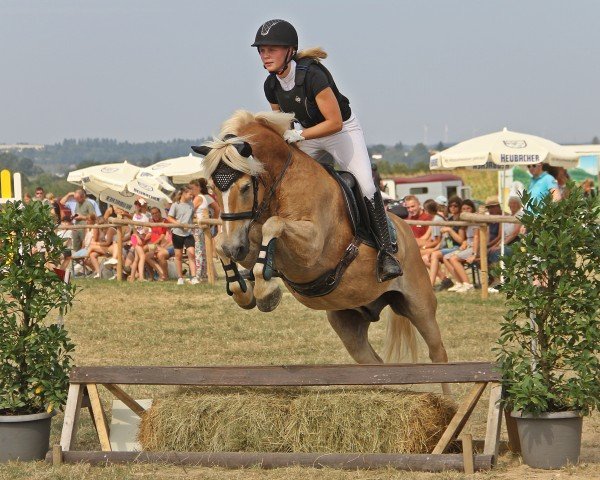 dressage horse Einfach Aramis (Haflinger, 2010, from Anka-Vilko)