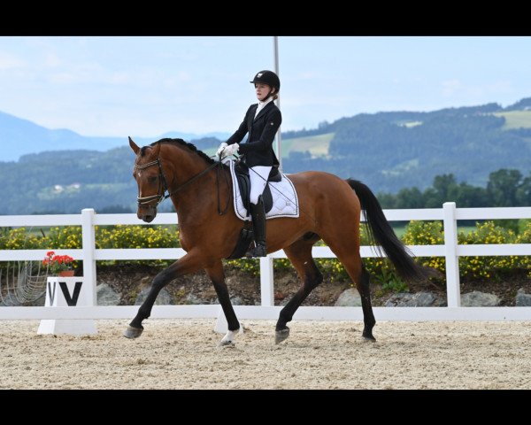 Dressurpferd Rainhof's Eneas S (Deutsches Sportpferd, 2016, von Escolar)