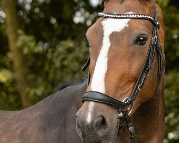 broodmare Diva 592 (German Warmblood, 2010, from Cristallo I)