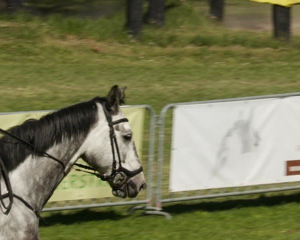 Reitturnier Meißenheim 2025