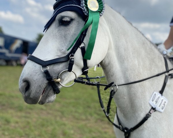 jumper Kilcolgan Hazy (Connemara Pony, 2013, from Rosscon Sunrise)