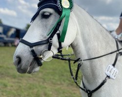 jumper Kilcolgan Hazy (Connemara Pony, 2013, from Rosscon Sunrise)