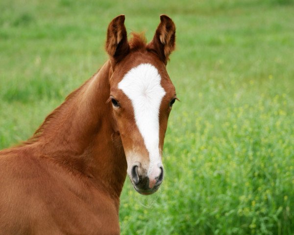 horse Bon Compañero (Hanoverian, 2021, from Bon Courage 4)