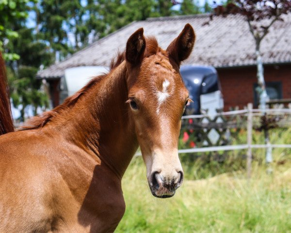 broodmare Vent‘Anni (Hanoverian, 2021, from Vidar)