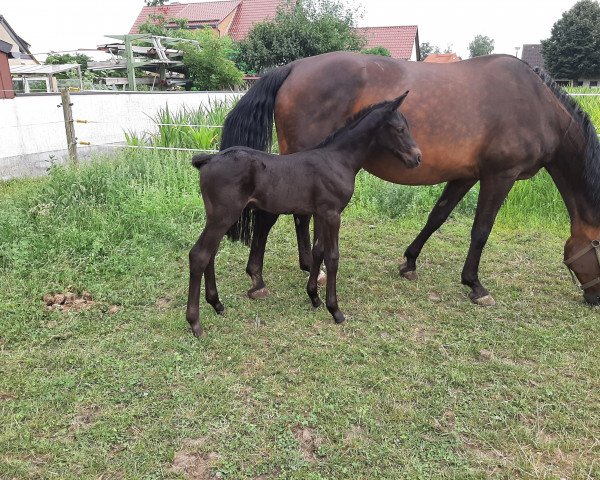 Cavallo Color me in (Cavallo Sportivo Tedesco, 2021, di Cornet de Semilly)