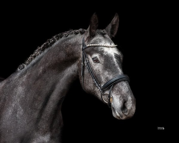 Pferd Corazón D (Oldenburger, 2017, von Clinton's Heart)