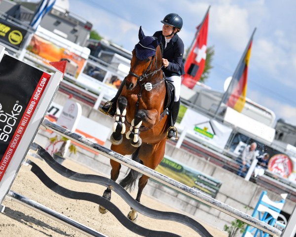 Springpferd Cirmont (Deutsches Sportpferd, 2014, von Cormint)