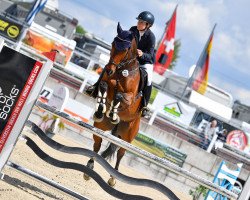 jumper Cirmont (German Sport Horse, 2014, from Cormint)