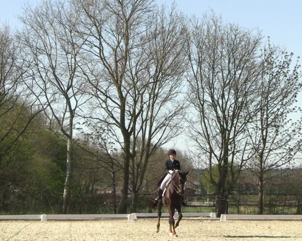 Reitturnier Elmlohe 2025