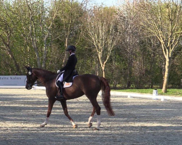 Reitturnier Elmlohe 2025