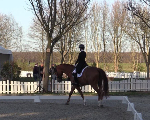 Reitturnier Elmlohe 2025
