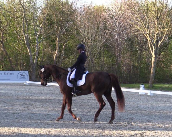 Reitturnier Elmlohe 2025