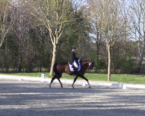 Reitturnier Elmlohe 2025