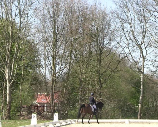 Reitturnier Elmlohe 2025
