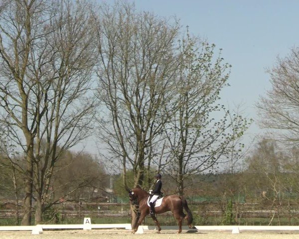 Reitturnier Elmlohe 2025